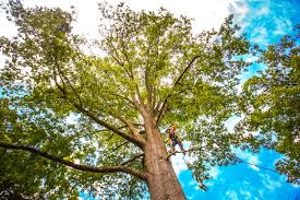 Reliable Fontana, CA Tree Services Solutions