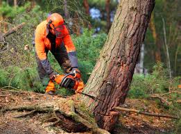 Best Weed Control  in Fontana, CA