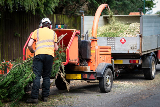 Best Tree Health Inspection  in Fontana, CA