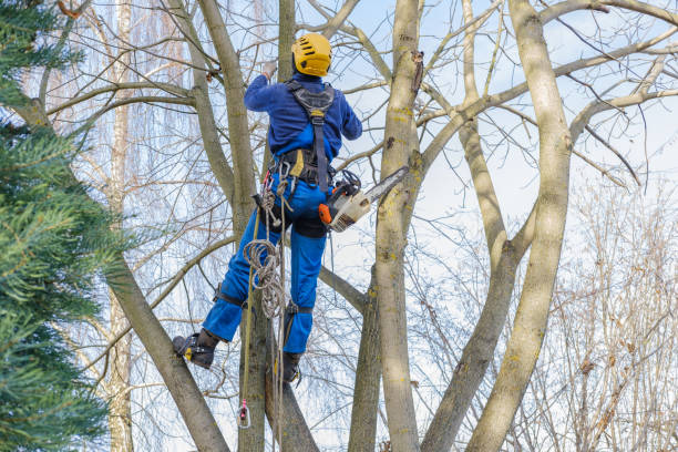 How Our Tree Care Process Works  in  Fontana, CA