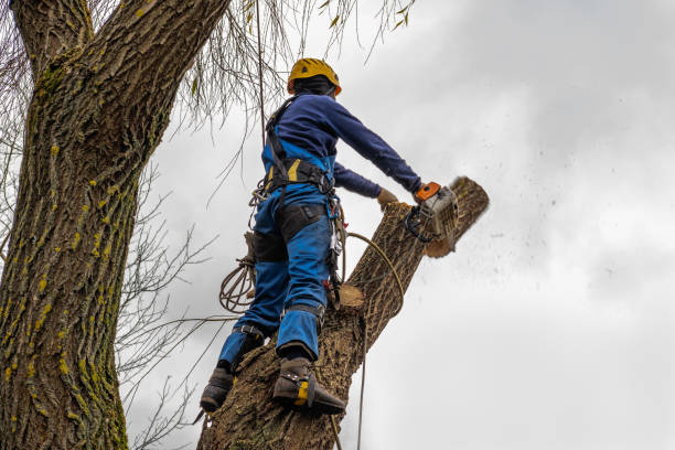 Best Aeration Services  in Fontana, CA