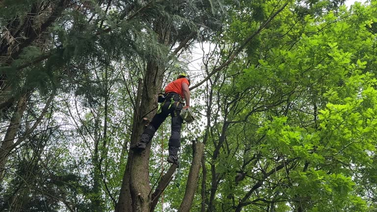 Best Tree Risk Assessment  in Fontana, CA