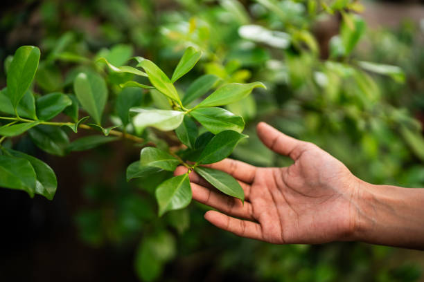Best Root Management and Removal  in Fontana, CA