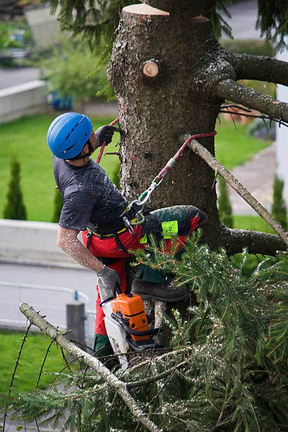 Best Tree Cabling and Bracing  in Fontana, CA