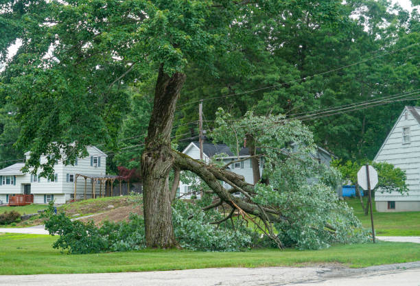 Best Tree Preservation Services  in Fontana, CA