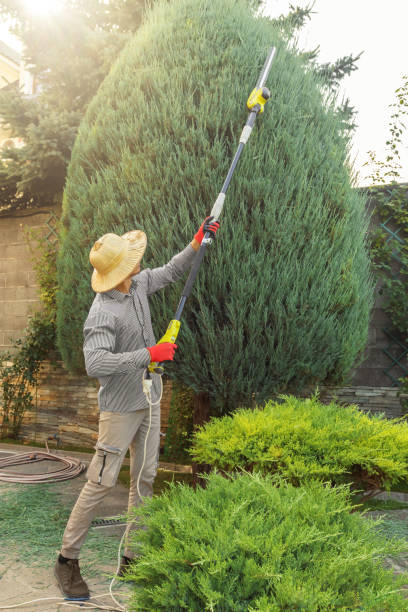  Fontana, CA Tree Services Pros