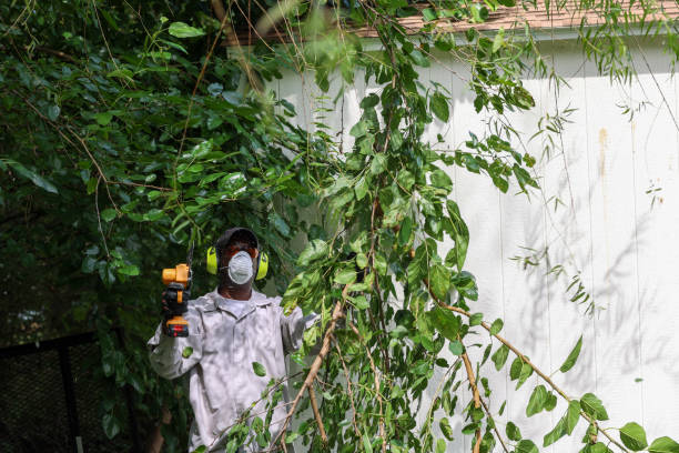 Best Fruit Tree Pruning  in Fontana, CA