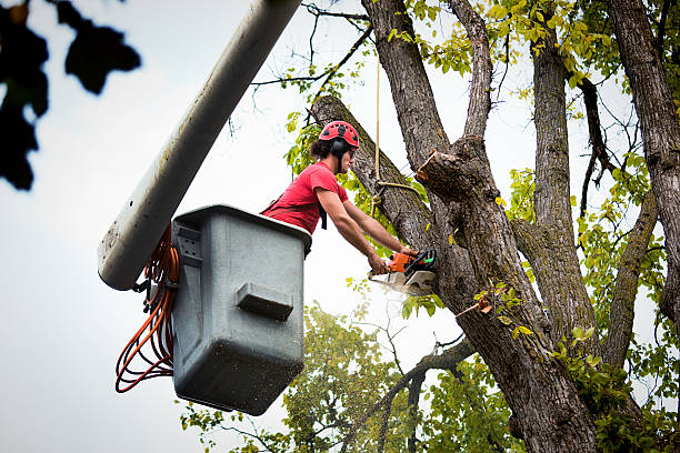 Best Tree and Shrub Care  in Fontana, CA