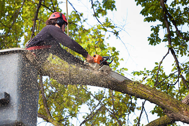 Best Storm Damage Tree Cleanup  in Fontana, CA