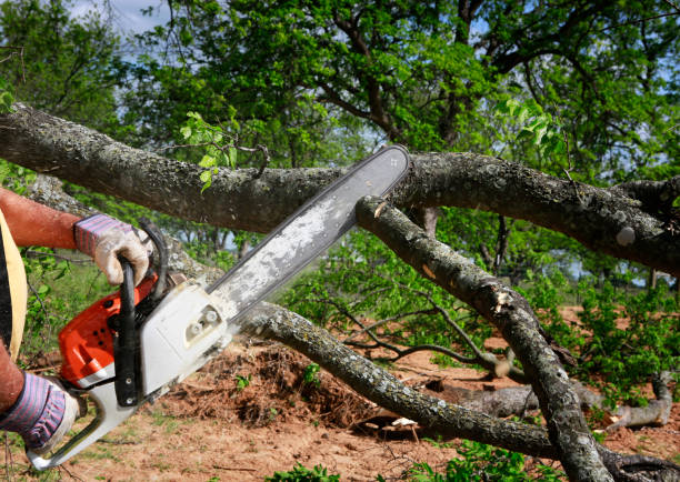 Best Hazardous Tree Removal  in Fontana, CA