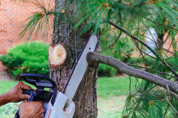 Best Tree Removal  in Fontana, CA