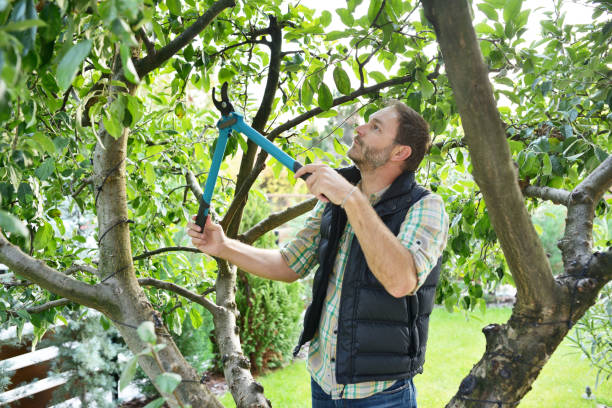 Best Arborist Consultation Services  in Fontana, CA
